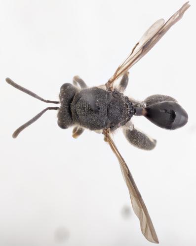 Chalcis biguttata